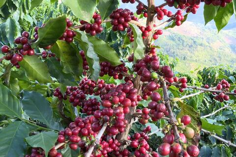 Giá cà phê duy trì mức cao - Tín hiệu vui cho bà con trồng cà phê